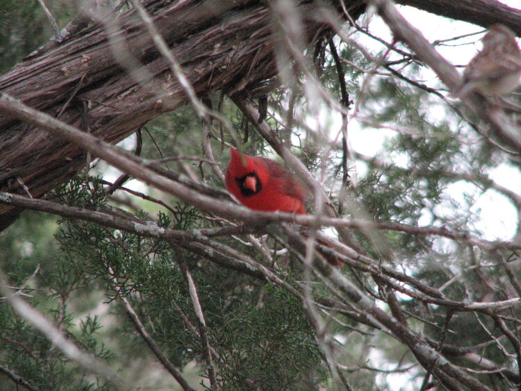 Cardinal