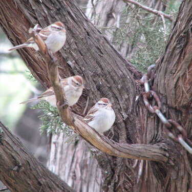 3 Sparrows on a Branch