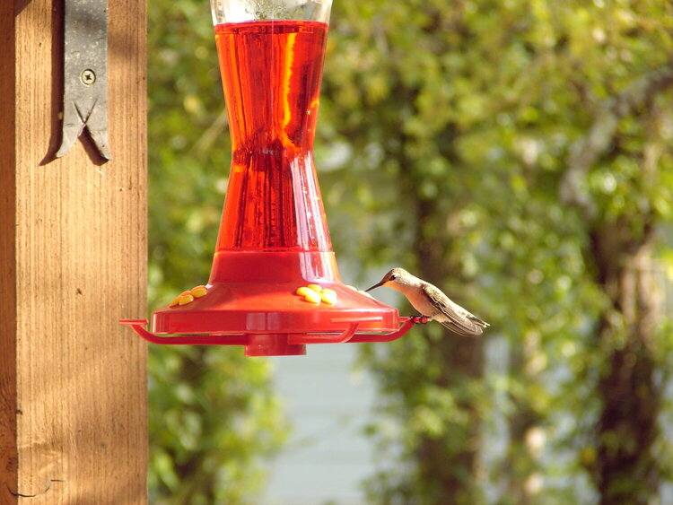 Humming Bird - 2