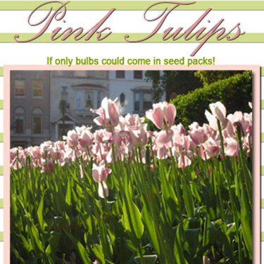 Mini Tulip Bulbs