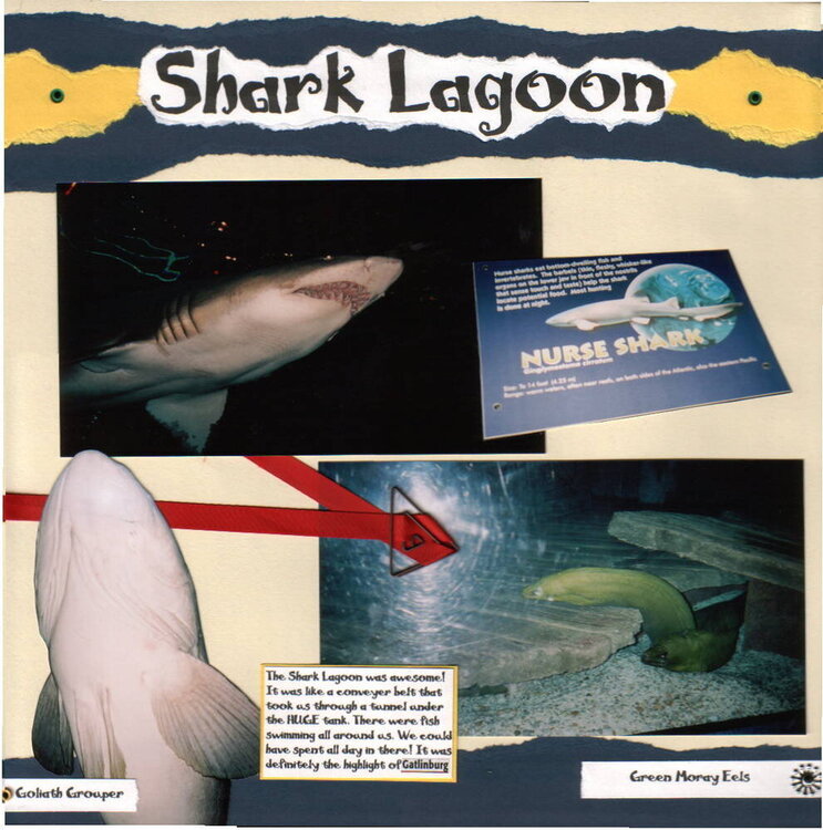 Shark Lagoon