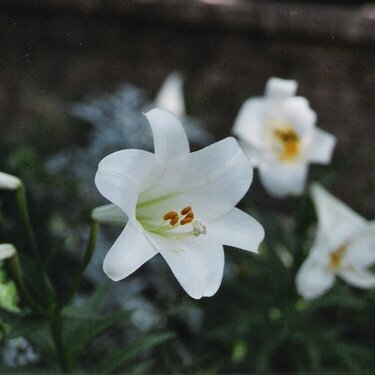 Bonus -Daffodil