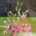 Lilys outside the kitchen window