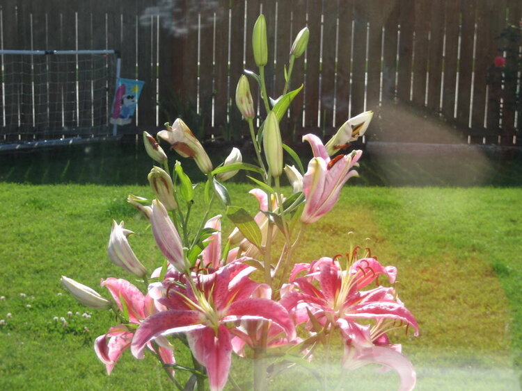 Lilys outside the kitchen window