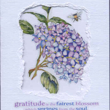 Hydrangea Card