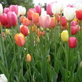 Tulip Festival