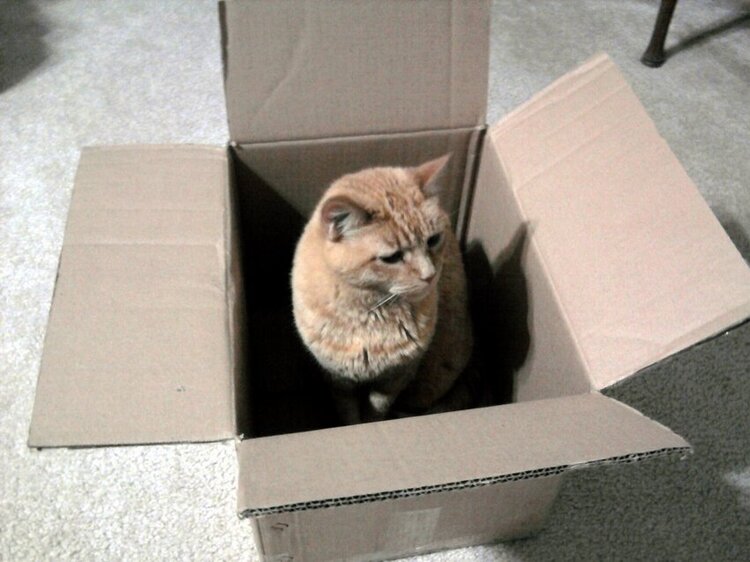 Tangie in a box.