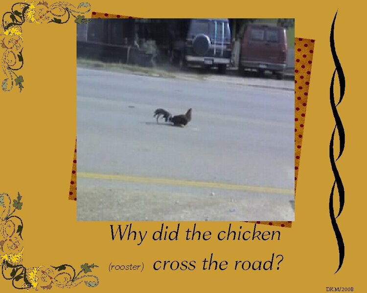 Why did the chicken