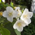 White Blossom