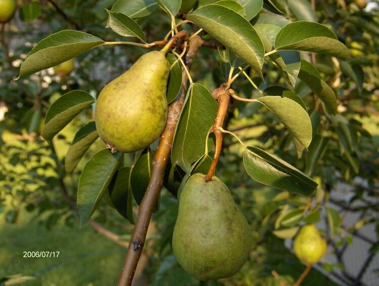 Poppy&#039;s Pears