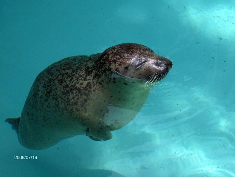 Seal at the Aquarium