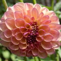 Light Pink Dahlia