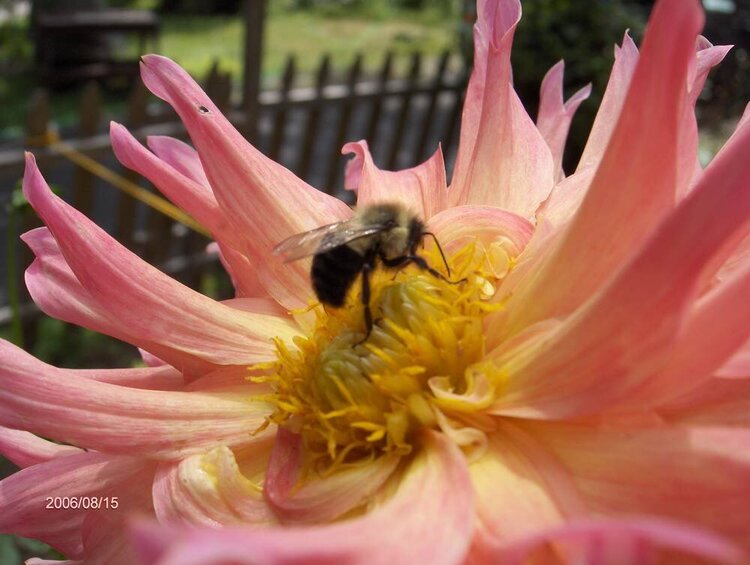Bee on A Dahlia