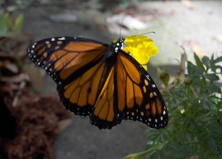 Monarch #2