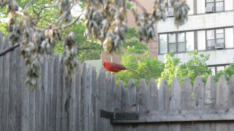 Cardinal in my yard!