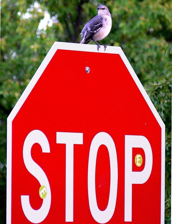 stop sign 3pts