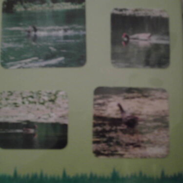 wakulla_springs_scrapbook_010