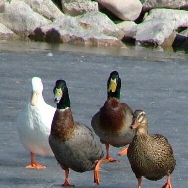 ducks on patrol