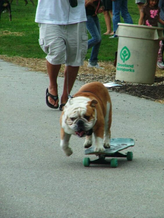 Tyson the Skateboarding Bulldog