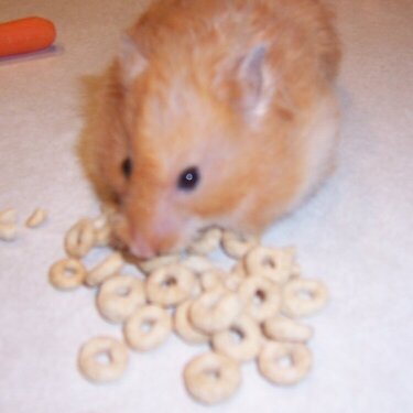 Cheerio eater