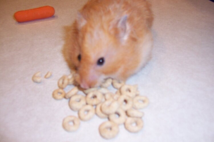 Cheerio eater