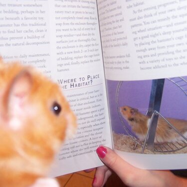 A hamster reading