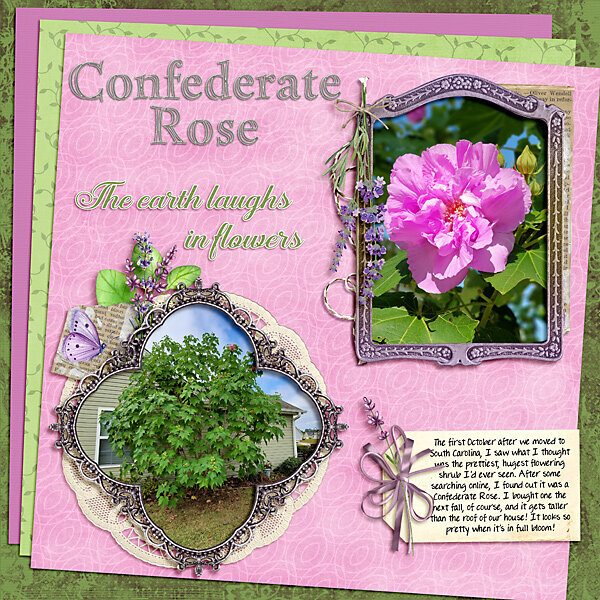 Confederate Rose