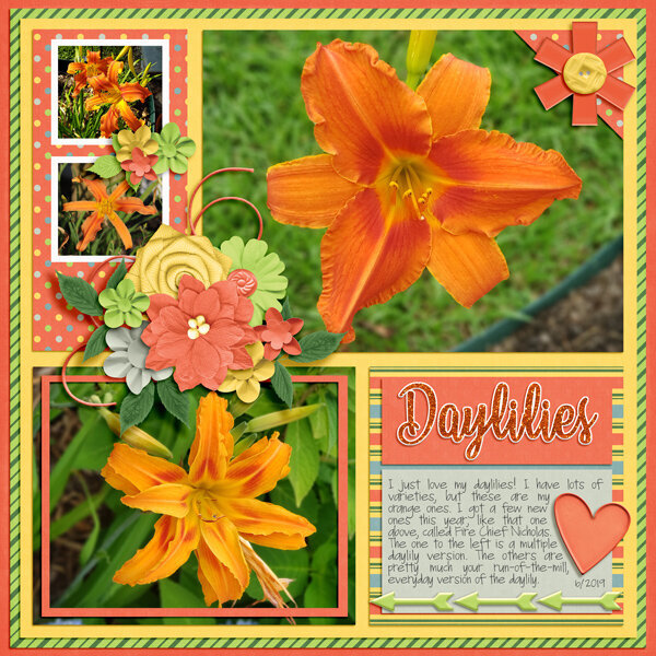 Orange Daylilies