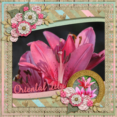 Oriental Lily