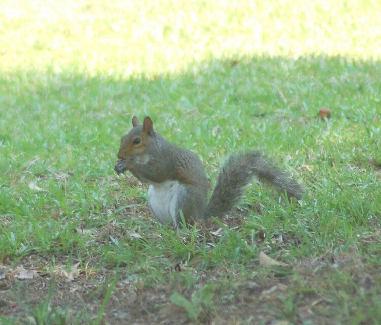 1. Squirrel - 6pts