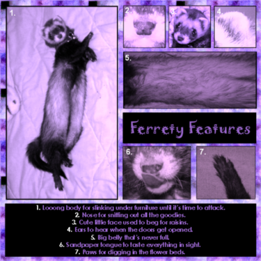 Ferrety Features