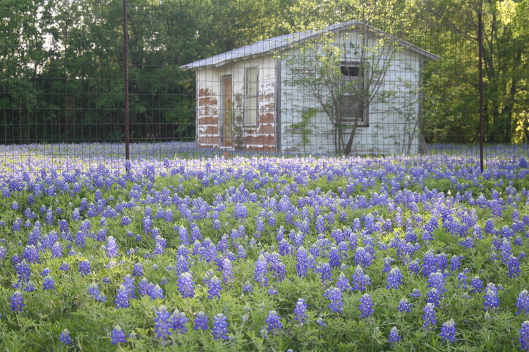 BlueBonnet Field