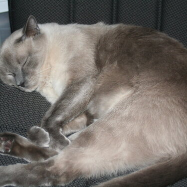 Snoozin&#039; Kitty
