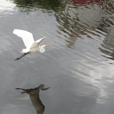 Flying Egret or Crane?