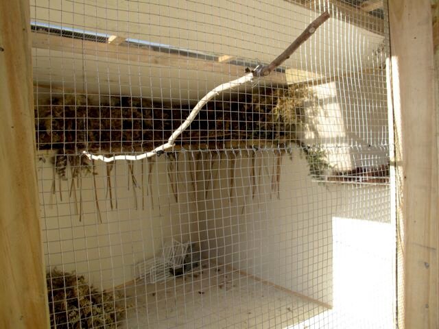 Inside Bird Aviary