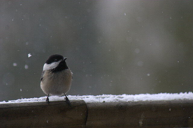 Chickadee