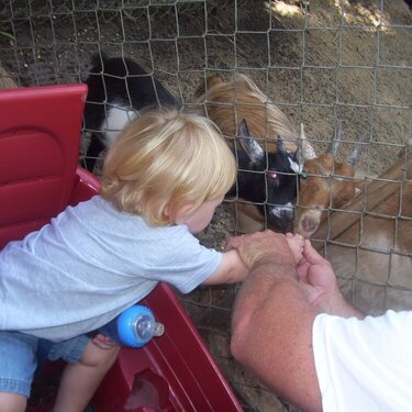 Daddy &amp; baby feeding goats