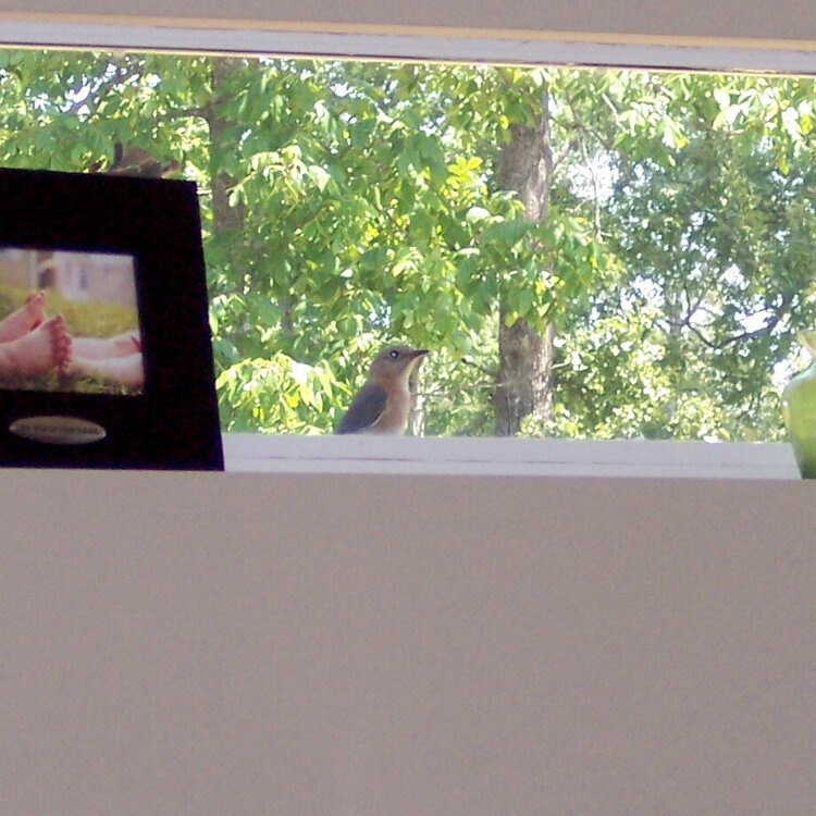bird on window sil