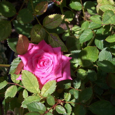 min rose