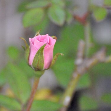 POD 3- Pink Mini Rose