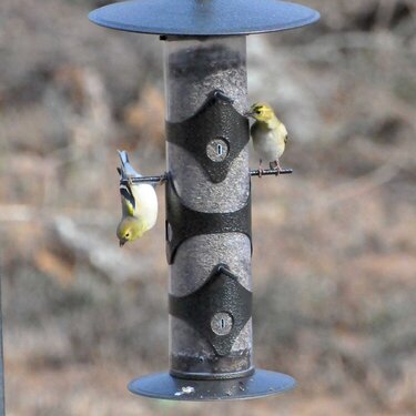 POD 3: Gold Finches
