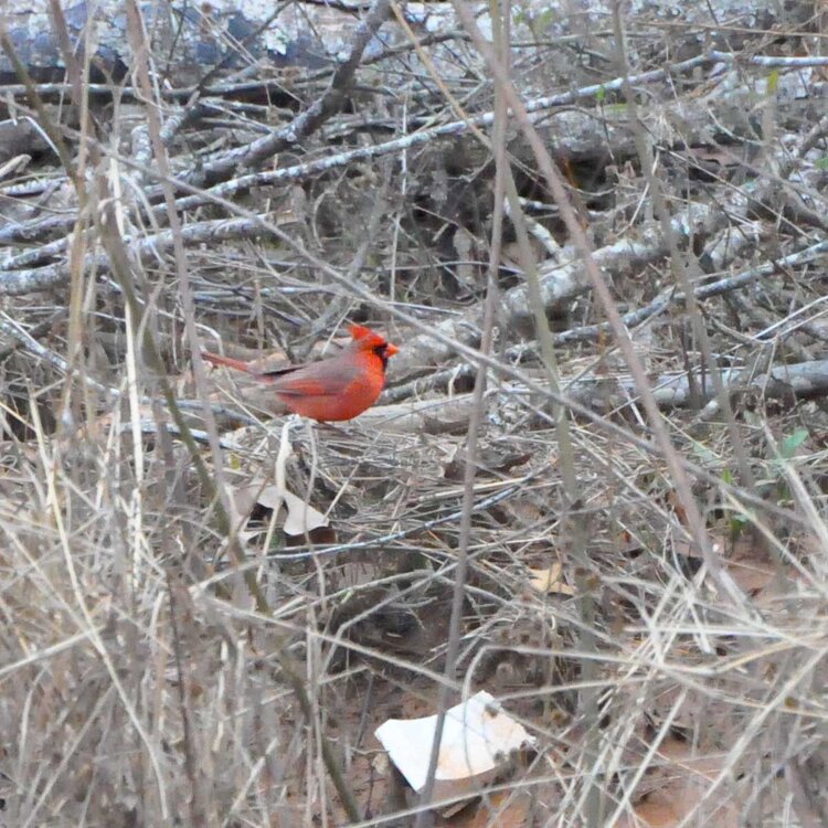 POD 4:Cardinal