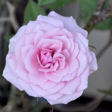 POD 8-Pink Rose.