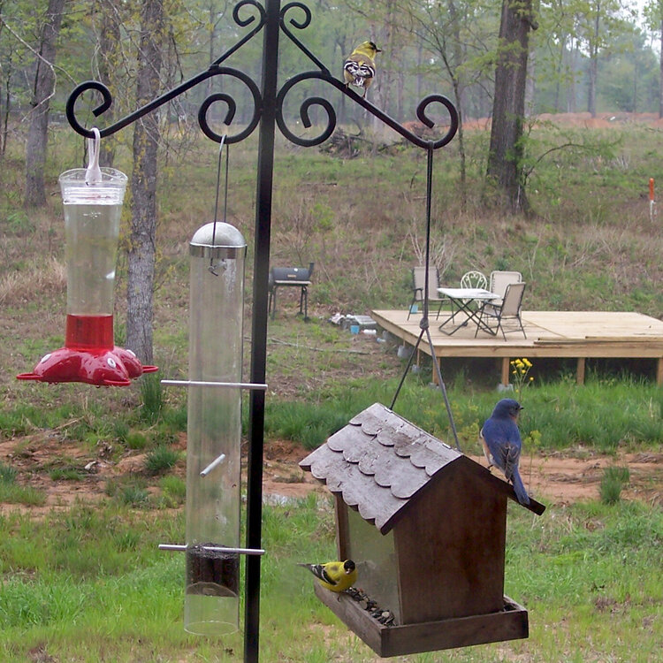 blue bird and finches