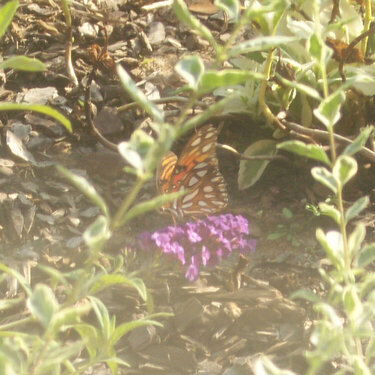 Close up of butterfly!
