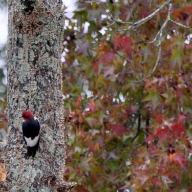 Mr. Red Headed Woodpecker