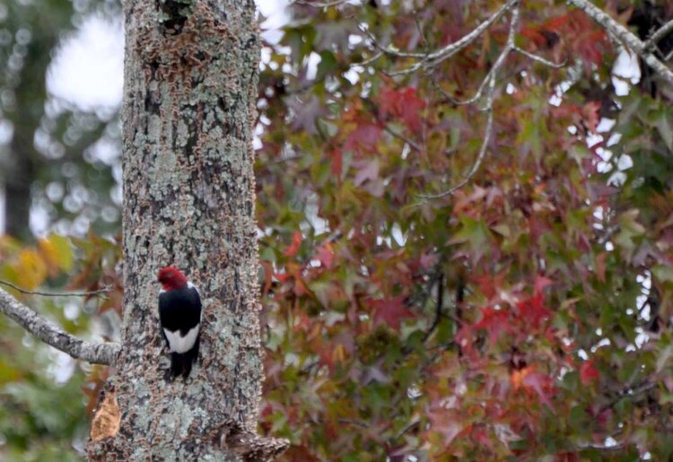 Mr. Red Headed Woodpecker