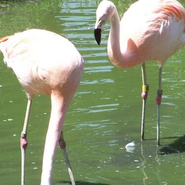 Flamingo - 9pts
