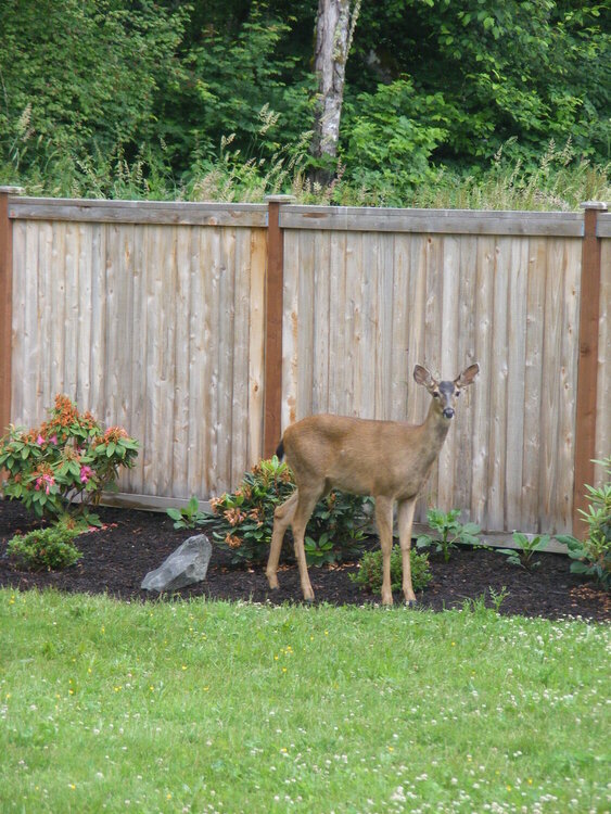 summer deer