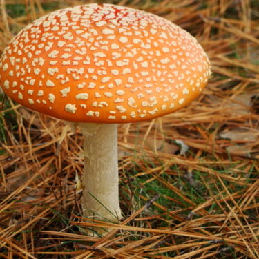 lil mushroom